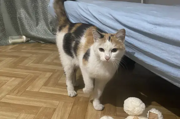 Найдена кошка: ул. Кирова, 26А, г. Омск