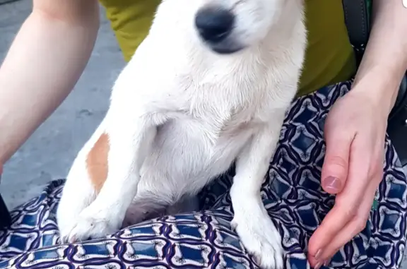 Собака найдена на Северной улице, Краснодар