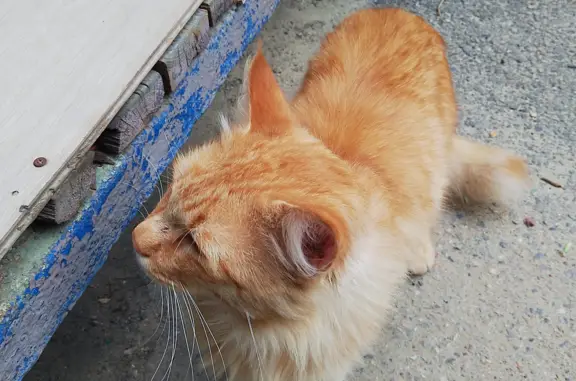 Найдена кошка Мэй Кун на ул. Попова, 27А, Ставрополь