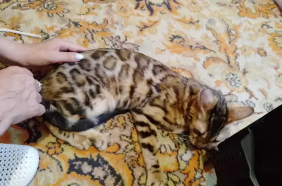 Пропала кошка бенгальской породы, 49, Будённовск