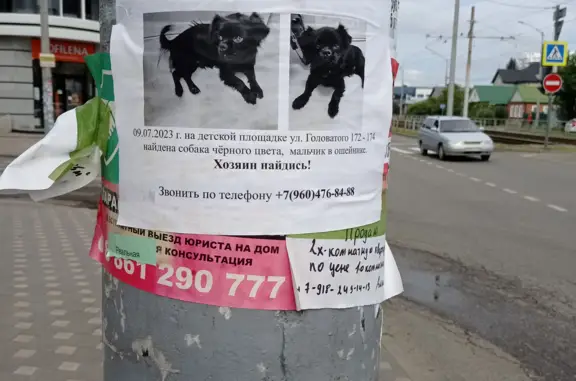 Собака найдена на площадке, Головатого, 172, Краснодар
