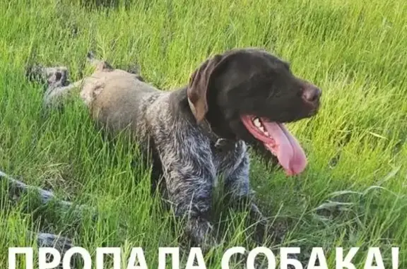 Пропала собака Дратхаар сука в Оренбурге