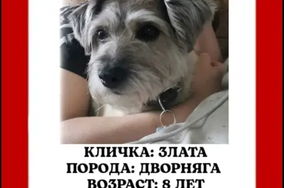 Пропала собака, ул. Пушкина, Анжеро-Судженск