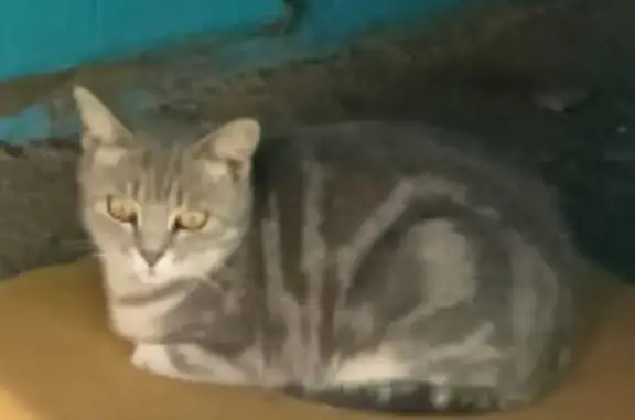 Найдена кошка на ул. Кадыкова, 32, Чебоксары