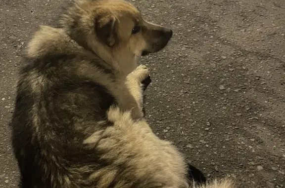 Потерянная собака в районе стадиона Дружба, ул. Свердлова, Йошкар-Ола