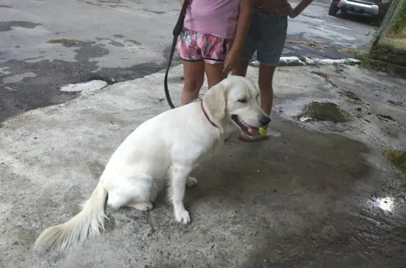 Собака найдена на диком пляже, Приморская улица, Туапсе
