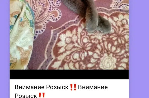 Найдена кошка Внимание Розыск‼️
Ветлужанка❗, ул. Гусарова, 30