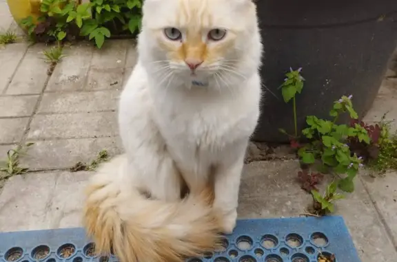 Пропала кошка Светлый, белый котик с рыжим хвостом, Московская обл.