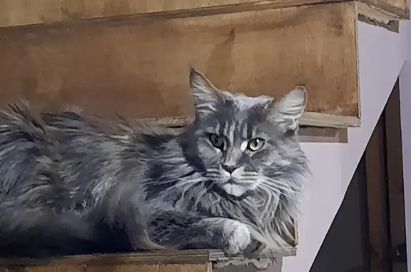 Пропала кошка в Свердловской области, вознаграждение