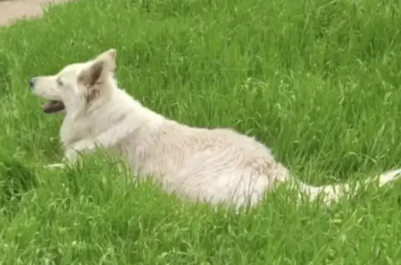 Пропала собака породы БШО в Новороссийске
