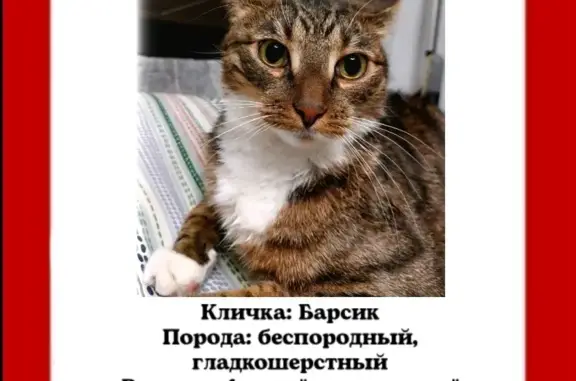 Пропал кот Барсик в Кратово, Московская область