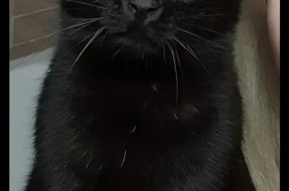 Пропала черная кошка в Ленинградской области