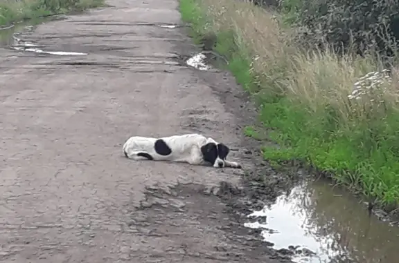 Найдена собака в Рязанской области