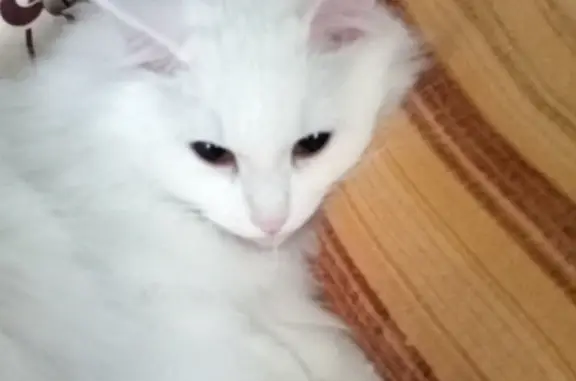 Пропала кошка, белый кастрированный кот, ул. Дружбы Народов 20, Нижневартовск