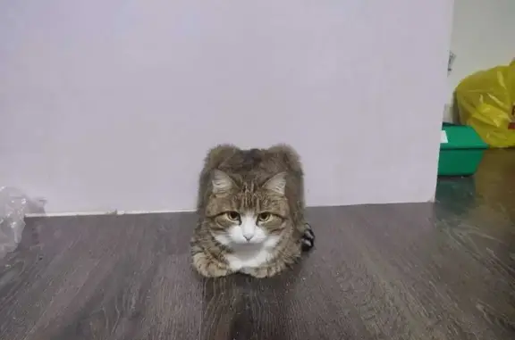 Кошки потеряшки, Санкт-Петербург, фото: Потеряшка кошка на Бухарестской ул., 94 к3, СПб