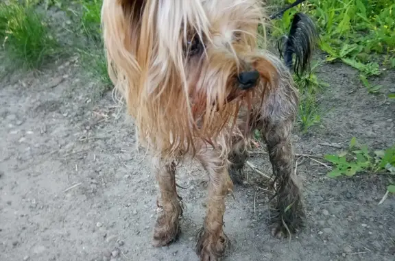 Собака Йоркширский терьер найдена в Ангарске