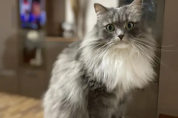 Кошки потеряшки, Санкт-Петербург, фото: Потеряшка пушистая кошка на Бухарестской улице, СПб