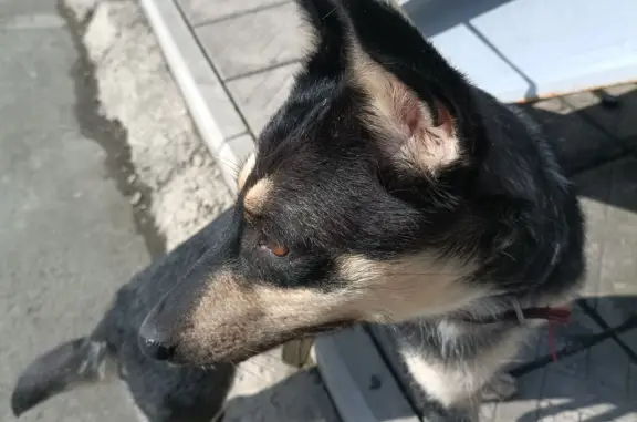Пропала собака в п Сара, Оренбургская обл. Помощь нужна!