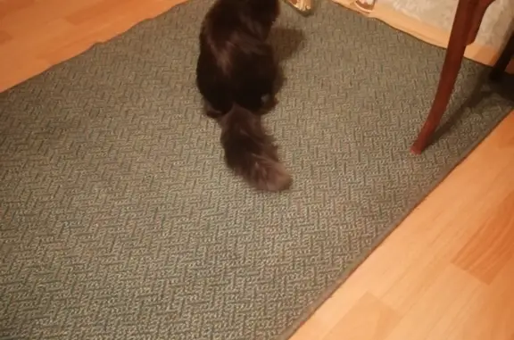 Пропала кошка: чёрного цвета, пушистая, с белыми волосинками, Мира 1