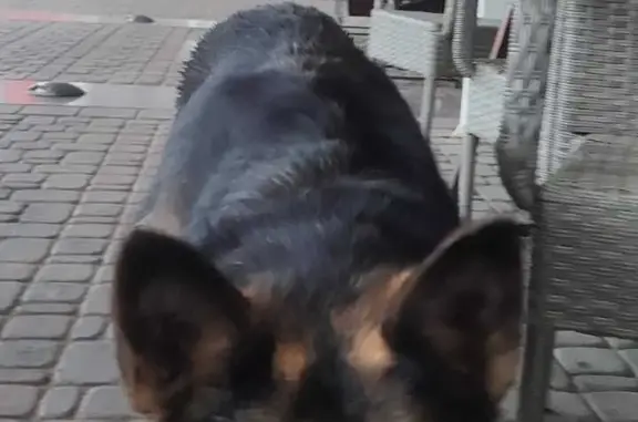 Найдена собака в районе Медакадемии, пр. Мира, 9, Омск