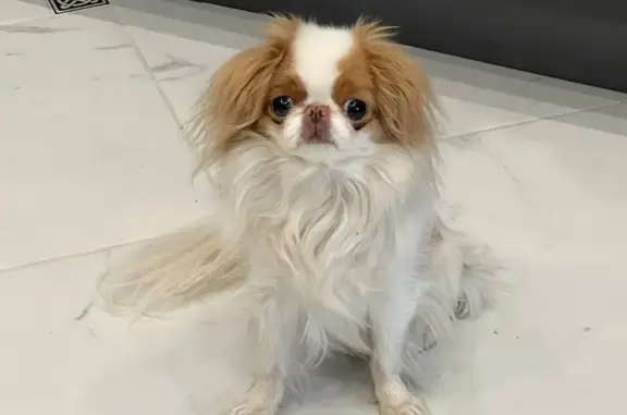 Собаки потеряшки, Москва, фото: Потеряшка собака на Дежнёва, 23, Москва