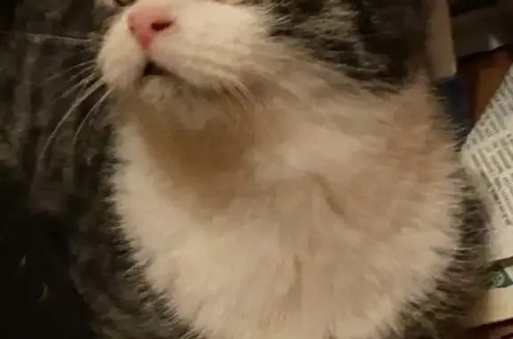 Потерянные животные Москва, фото: Пропала кошка: ул. Ген. Тюленева, 35, Москва