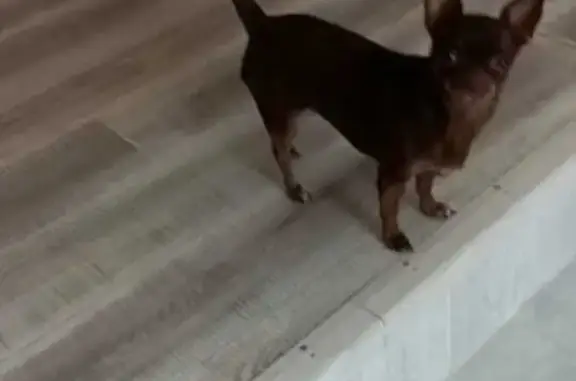Пропала собака Боня порода Чихуахуа, Центральная улица, 2