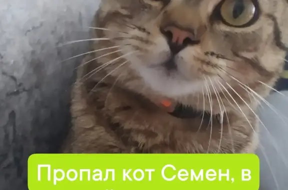 Пропала кошка Кот Семен, ул. Пушкина, Валуйки