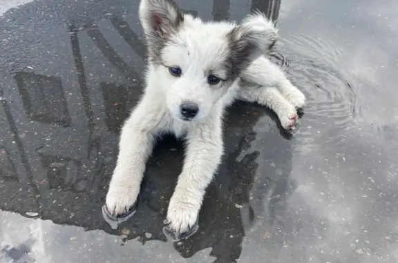 Найден щенок-девочка на Иркутской улице, Кызыл