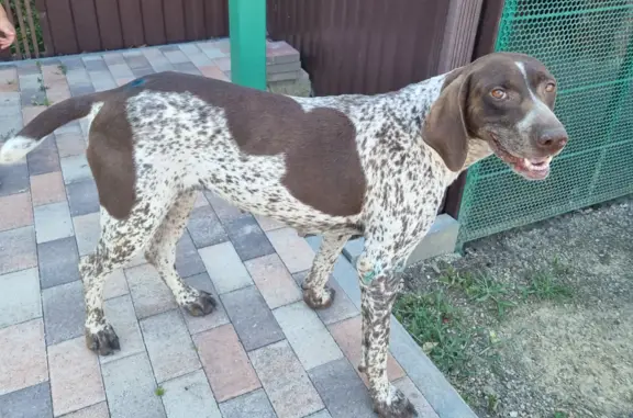 Найдена дрессированная собака на ул. Нововеличковская