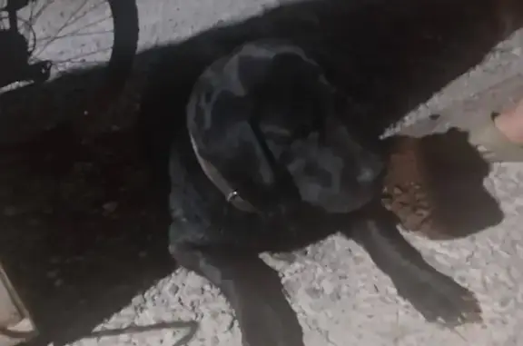 Пропала собака: черный лабрадор, на ошейнике номер телефона.