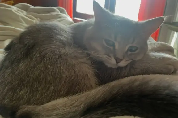 Кошки потеряшки, Красноярск, фото: Потеряшка серая кошка Мальчик, Чистый Лог, 5