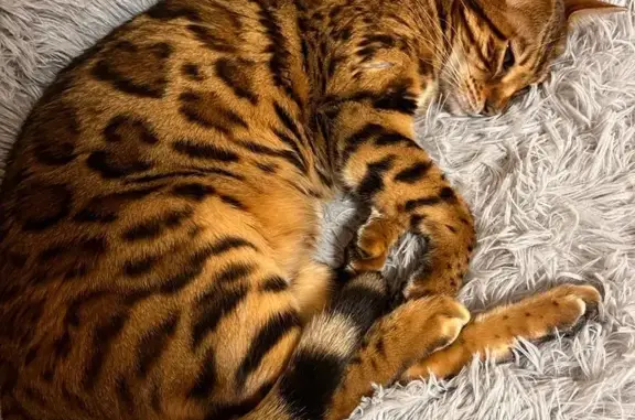 Пропала бенгальская кошка в Московской области