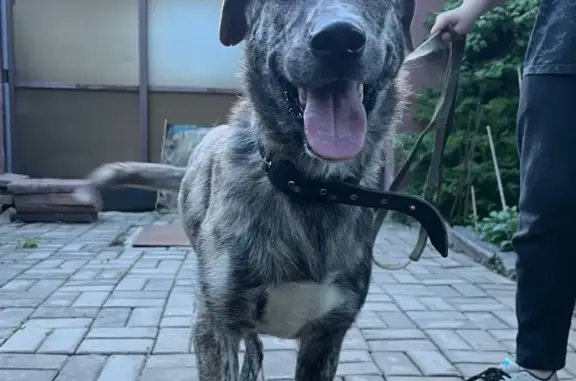 Пропала собака Рубин, ул. Мира, 2, Кашира
