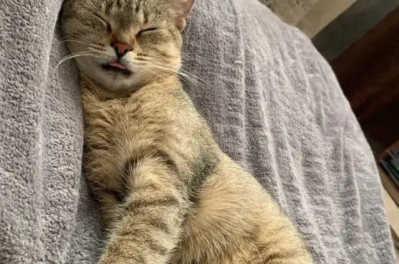 Кошки потеряшки, Санкт-Петербург, фото: Потеряшка кошка Маша, Двинская ул., 15, СПб