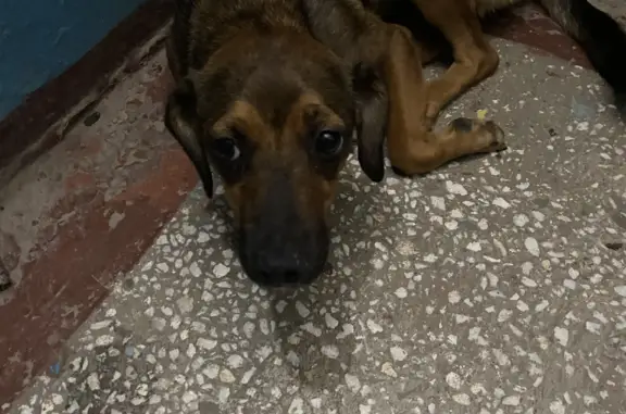 Собака найдена на Островского 40, Барнаул