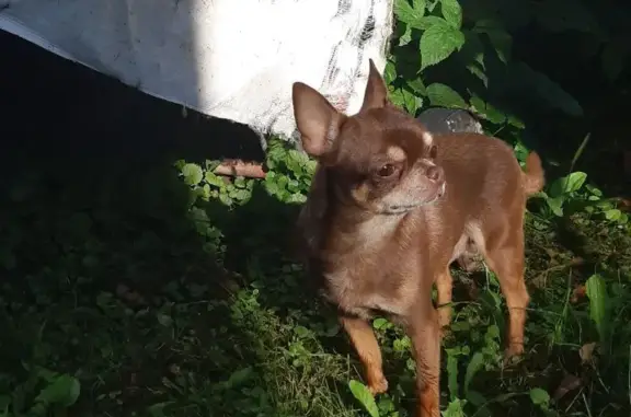 Найдена собака Чихуахуа в Коляновском сельском поселении, Ивановская область