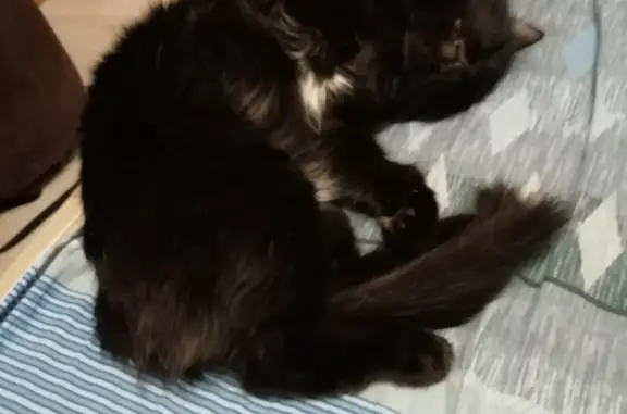 Кошки потеряшки, Санкт-Петербург, фото: Потеряшка кошка на Народной ул., 78, СПб