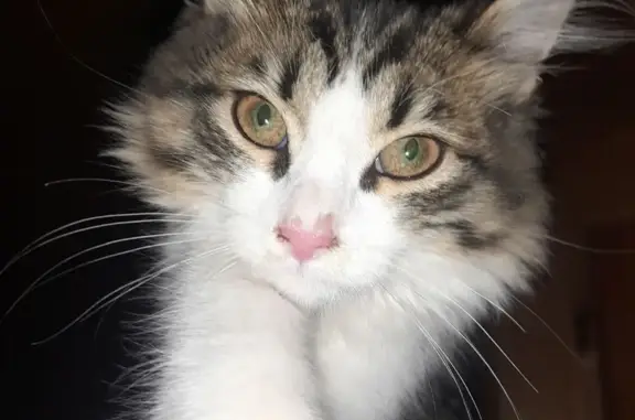 Найдена кошка в Казани, без хозяев