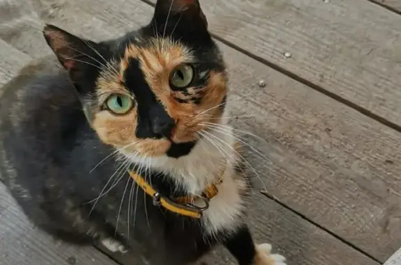 Найдена ласковая кошка в Московской области