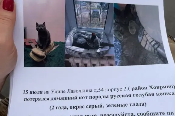Пропала кошка, ул. Лавочкина, 54 к2, Москва