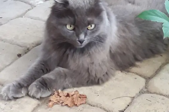 Найдена серая кошка на Комарова, Ростов-на-Дону