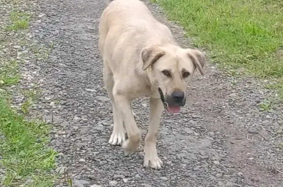 Найдена собака в Серпуховском районе, Московская область