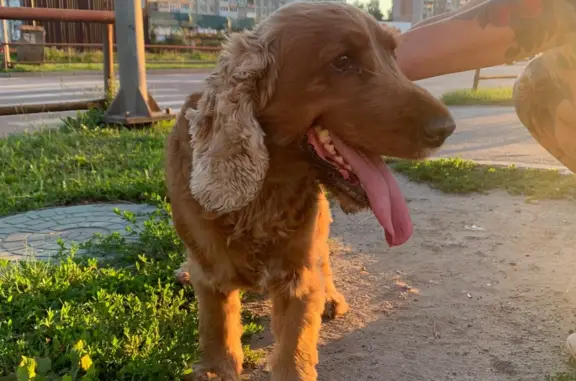Собака найдена на пр. Мира, 25, Рыбинск