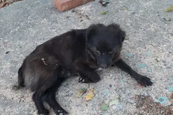 Найдена собака на набережной Голубицкой