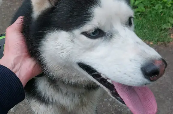 Собака Кабель найдена на Тихоокеанской, 29