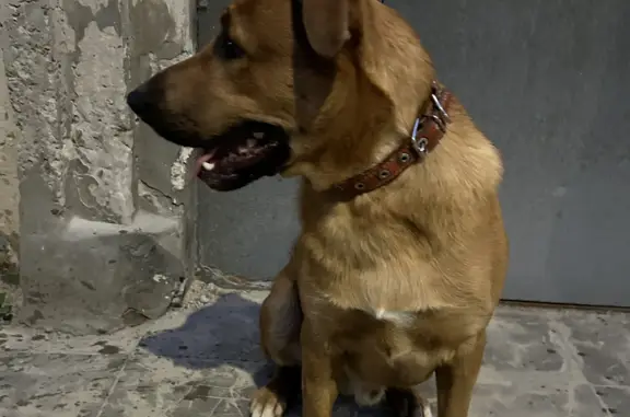 Скучающая собака ищет хозяина на ул. Лоскутова, 20, Нижний Новгород