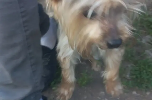 Собака Йорк найдена на ул. Мира, Новомосковск