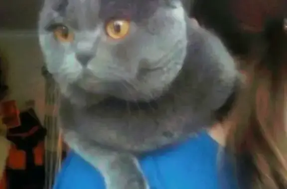 Кошки потеряшки, Омск, фото: Потеряшка кошка Тиша, ул. Андрианова, 26, Омск