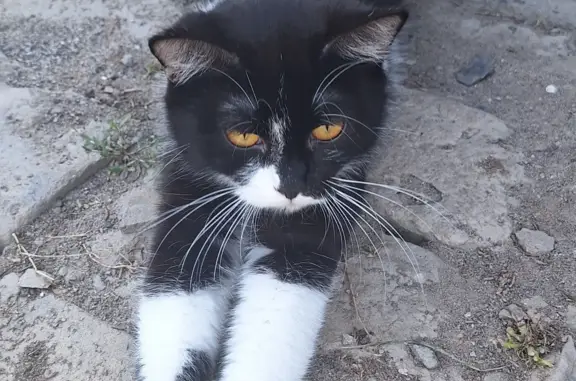 Пропала черно-белая кошка, ул. Заславского, 12, Волгоград